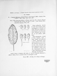 Puccinia balsamitae image